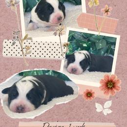 Davina - Black tri-color female Australian Shepherd puppy in Marshall, Virginia from Greywood Farm Aussies