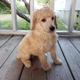 Poodle Puppies from Majestic Poodles