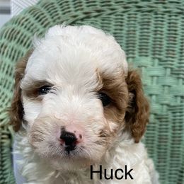 Huck - White male Cavapoo puppy in Lebanon, Missouri from Cobbs Creek Canines