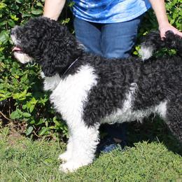 Patsy - Portuguese Water Dog