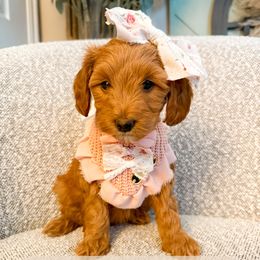 Monica - Red  female Goldendoodle puppy in Layton, Utah from Gracious Doodle Dogs