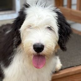 Old English Sheepdogs from Shawn's Old English Sheepdogs
