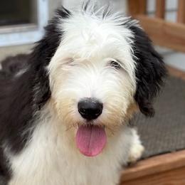 Old English Sheepdogs from Shawn's Old English Sheepdogs