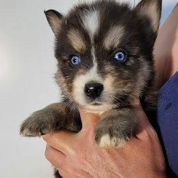 JxD boy 3 - Black and white male Pomsky puppy in Charlotte, Michigan from Moore Pomskies