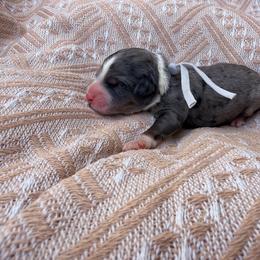 Gray - Blue merle male Bernedoodle puppy in Charleston, South Carolina from Palm Belle Doodles