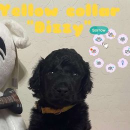 Yellow Collar - Dizzy - Black Poodle puppy in Phoenix, Arizona from Desert Diamond Poodles
