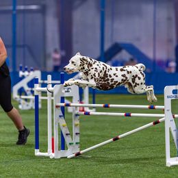 Dalmatian All Grown Up from Prestige Dalmatians