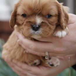 Gatlin - Ruby male Cavalier King Charles Spaniel puppy in Lula, Georgia from Cavaliers by Crumley