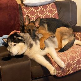 German Shepherd Puppies from Majestic Royal German Shepherd’s