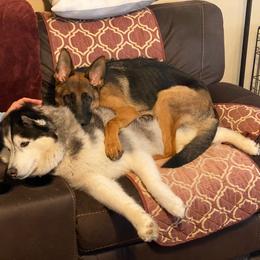 German Shepherd Puppies from Majestic Royal German Shepherd’s