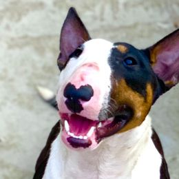 Bella  - Bull Terrier