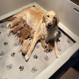 Golden Retriever Puppies from Rainershine Goldens