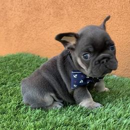 Boy 2 - Tricolors male French Bulldog puppy in Bell Gardens, California from G bulldogs