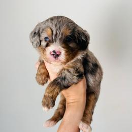 Willow - Tri-color female Bernedoodle puppy in Auburn, Indiana from Martin’s Doodles