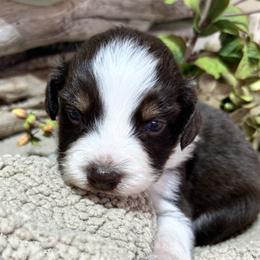 Clarice - Red tri-color female Australian Shepherd puppy in Butler, Georgia from Aussies at Howling Hill Farm