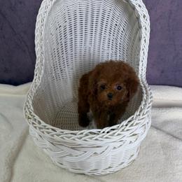 Dolly(AKC teacup) - Red  female Poodle puppy in Moreno Valley, California from Yanni's Poodle