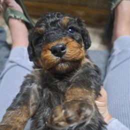 Ben - Phantom male Bernedoodle puppy in Lafayette, Alabama from Williams Lake Doodles