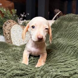 Aspen - Cream male Dachshund puppy in Washburn, Tennessee from Clinch Mountain Dachshunds