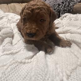 Oliver - Red  male Goldendoodle puppy in Graham, North Carolina from Geise Meadow Doodles
