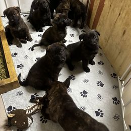 Dutch Shepherd Puppies from Sugar Island Dutch Shepherds