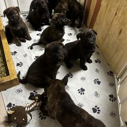 Dutch Shepherd Puppies from Sugar Island Dutch Shepherds