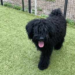 Puli All Grown Up from Bowmaker Pulik