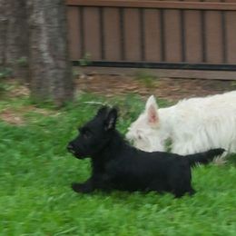 Scottish Terrier Puppies from Scotch McLaren Terriers