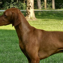 Vizslas from Massive Creek Vizslas