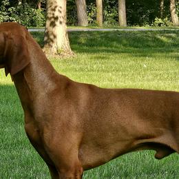 Vizslas from Massive Creek Vizslas