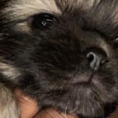 Cavalier King Charles Spaniels and Tibetan Spaniels from Kabaret Cavaliers & Tibetan Spaniels