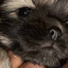 Cavalier King Charles Spaniels and Tibetan Spaniels from Kabaret Cavaliers & Tibetan Spaniels
