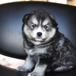 Snickers - Wolf sable male Pomsky puppy in Coos Bay, Oregon from Ocean View Pomskies