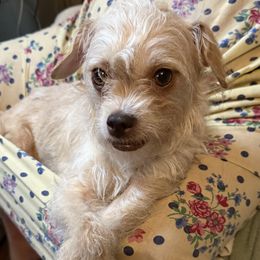 Rosita - Chihuahua