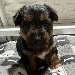Boy 1 - Blue and tan male Australian Terrier puppy in Peoria, Illinois from Djinda Australian Terriers