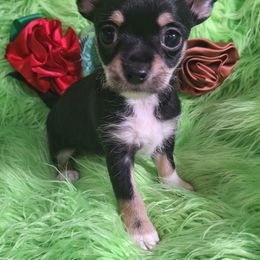 Blake - Black and tan male Companion Cross puppy in Emory, Texas from Mel's Wags & Kisses