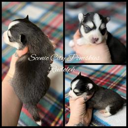 Rudolph - Black and white male Pomsky puppy in Rossville, Georgia from Scenic City Pomskies