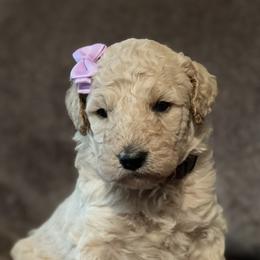 Bernedoodle Puppies from Northern NY Bernedoodles