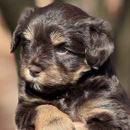 Jessie - Liver female Miniature Schnauzer puppy in Pflugerville, Texas from K&K Precious Tx schnauzers
