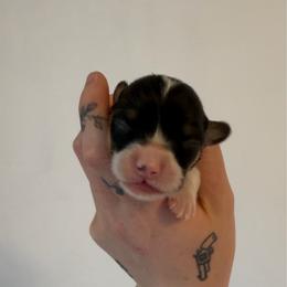 Tri girl - 1 - Black and tan female Pembroke Welsh Corgi puppy in Chubbuck, Idaho from Sunny J Corgis and Mini Americans