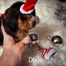 Dixie - Black brown and white female Basset Hound puppy in Mack's Creek, Missouri from Mack's Creek Basset Hounds
