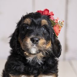 Girl 1 - Bernedoodle puppy in Alabama from Waverly Farm Bernedoodles
