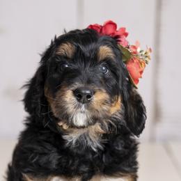 Girl 1 - Bernedoodle puppy in Alabama from Waverly Farm Bernedoodles