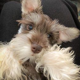 Miniature Schnauzers from Hilltop Mini Schnauzers