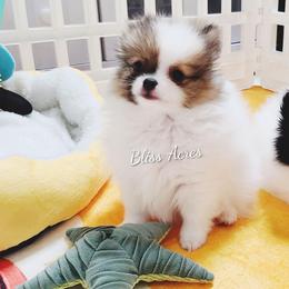 Princeton - Cream sable parti male Pomeranian puppy in Ponca City, Oklahoma from Bliss Acres Farm