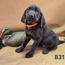 Boy 6 - Black male Labrador Retriever puppy in Potosi, Wisconsin from Point and Flush Gun Dogs