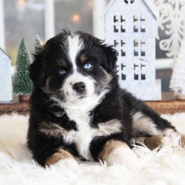 Jasmine - Black tri female Miniature Australian Shepherd puppy in Mifflin, Pennsylvania from Cabin Hearth Miniature and Toy Australian Shepherds