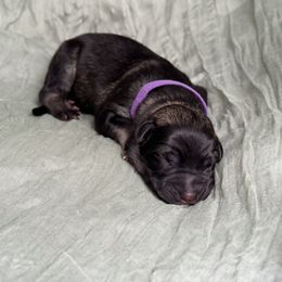 Purple collar - Black and beige female Shiloh Shepherd puppy in Watchung, New Jersey from Blue Moon Shilohs
