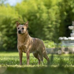 Dusty  - Australian Cattle Dog
