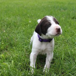 German Shorthaired Pointer Puppies from Brooke's GSPs