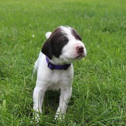 German Shorthaired Pointer Puppies from Brooke's GSPs